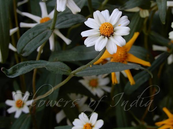 Narrow-Leaf Zinnia